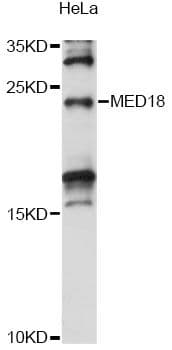 MED18 Antibody