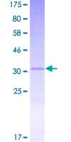 Human MOBP Protein (Recombinant GST)