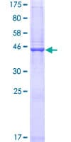 Human CLEC2D / OCIL / LLT1 Protein (Recombinant GST)