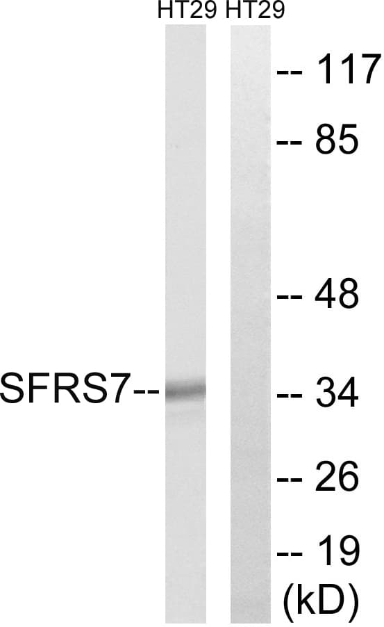 SFRS7 / 9G8 Antibody (aa61-110)