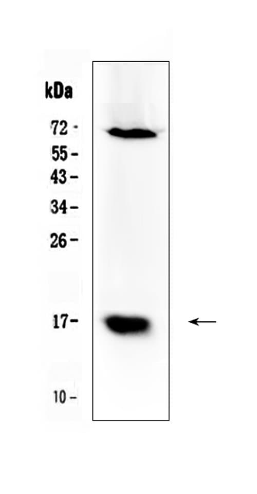 BIRC5 / Survivin Antibody