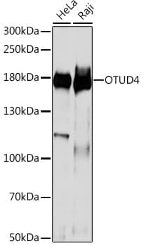 Polyclonal Rabbit anti-Human OTUD4 Antibody (WB)