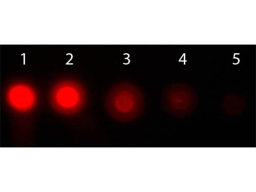 Monoclonal Mouse anti-Human AKT1 Antibody (clone 14E5.A2.B2.H9, RPE, Internal, IHC, IF, WB)
