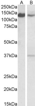 IHC-plus™ SRRT / ARS2 Antibody