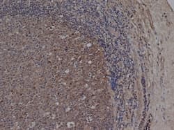 Monoclonal Mouse anti-Human CD72 Antibody (clone Bu40, N-Terminus, IHC)