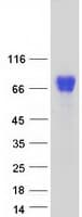 Human NAGPA Protein (Recombinant Myc-DDK (Flag))