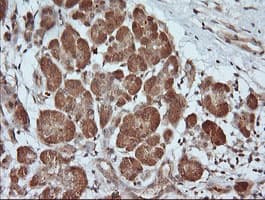 PARVA Antibody (clone OTI3H9, Carrier-free)