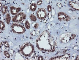 VBP1 Antibody (clone OTI1G3)