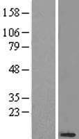 NDUFB3 Protein (Over-Expression Lysate Myc-DDK (Flag))