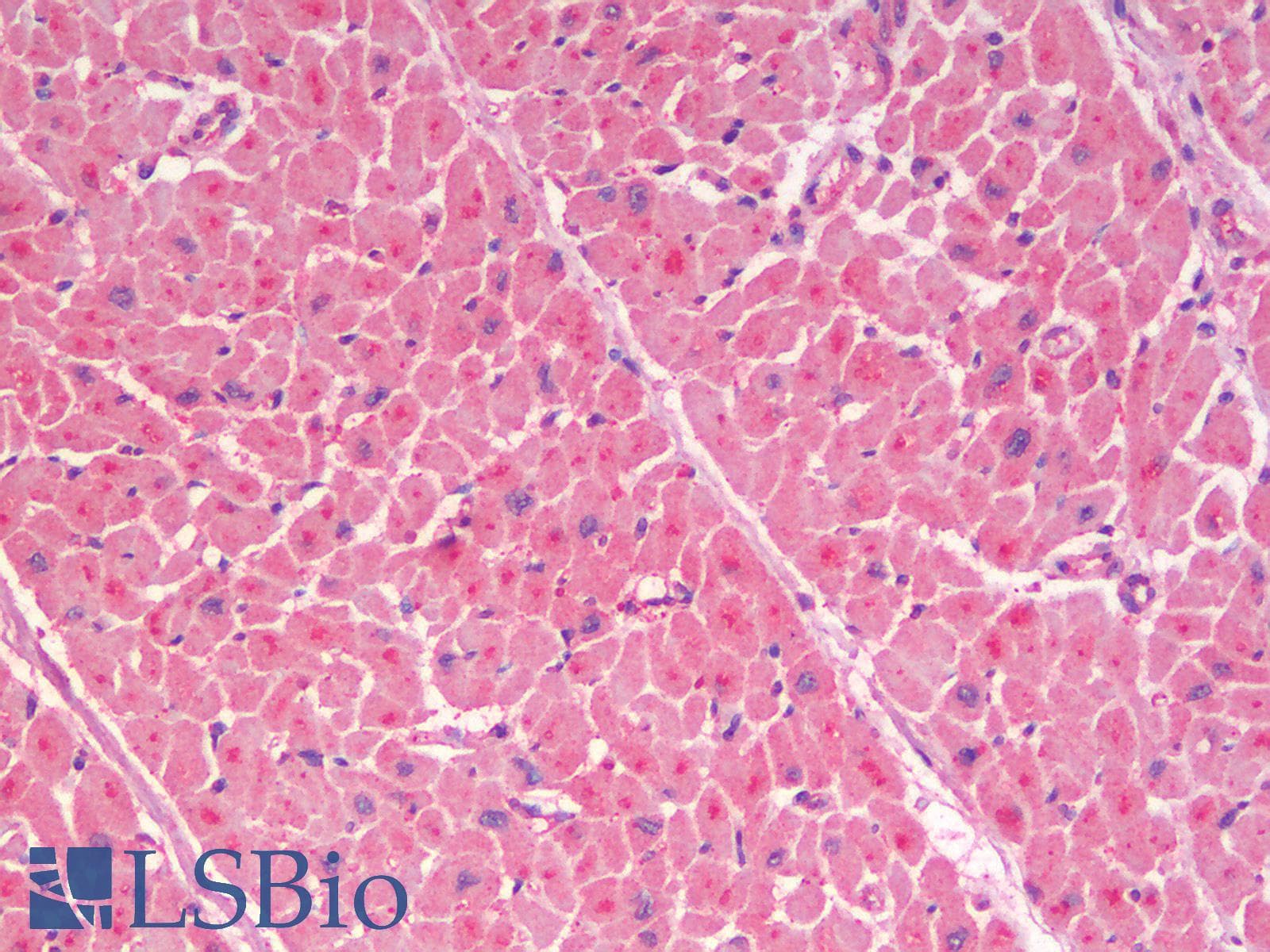 IHC-plus™ Polyclonal Rabbit anti-Human GLP1R / GLP-1 Receptor Antibody (Cytoplasmic Domain, IHC)
