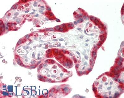 ID / ID1 Antibody (C-Terminus)