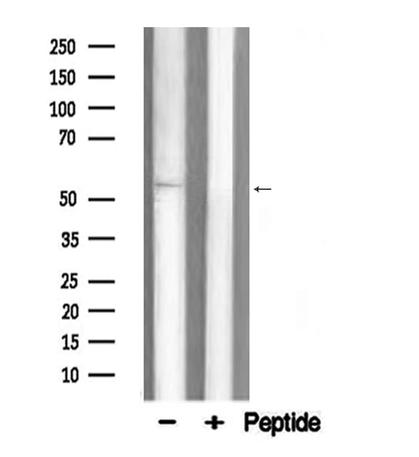 TRAF6 Antibody