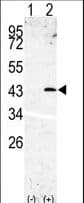 Polyclonal Rabbit anti-Human SPPL3 / IMP2 Antibody (aa50-81, WB)