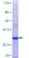 Human COX6B2 Protein (Recombinant GST)