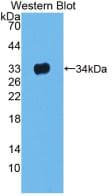 LRG1 / LRG Antibody (clone C1)