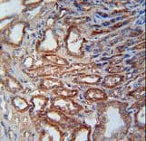 MOSC1 Antibody (aa175-204)