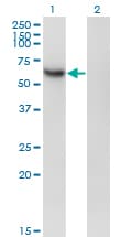 RBPJ Antibody (clone 4E12)