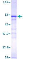 Human NPEPL1 Protein (Recombinant GST)
