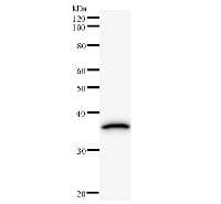 Monoclonal Mouse anti-Human HMG2L1 / HMGXB4 Antibody (clone 2420C1a, WB)