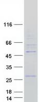 Human ORC4L / ORC4 Protein (Recombinant Myc-DDK (Flag))