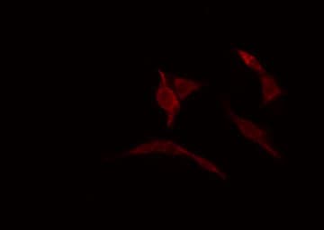 HOXC6 Antibody
