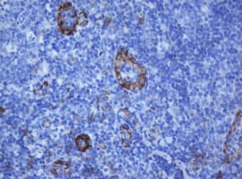 PECAM-1 / CD31 Antibody (clone OTI1F9)