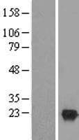 LCN15 Protein (Over-Expression Lysate Myc-DDK (Flag))