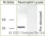 Polyclonal Sheep anti-Rat GAPDH Antibody (C-Terminus, WB)