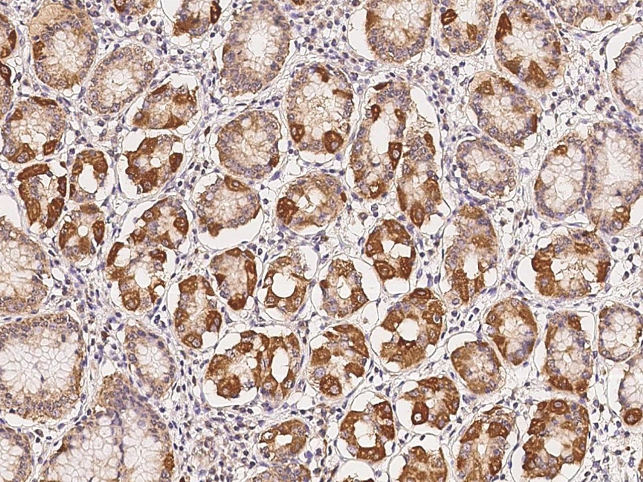 SHC2 / SLI Antibody