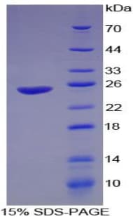 Guinea pig IFNA / Interferon Alpha Protein (Recombinant His-T7)