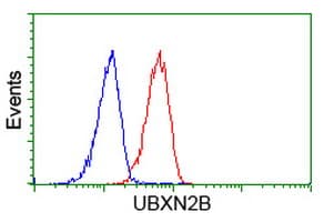 UBXN2B Antibody (clone OTI1G3)
