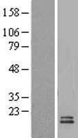 UCMA / GRP Protein (Over-Expression Lysate Myc-DDK (Flag))