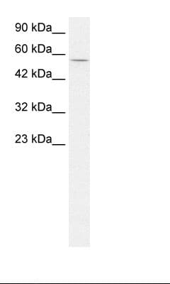 CCNL1 / Cyclin L1 Antibody (aa32-81)