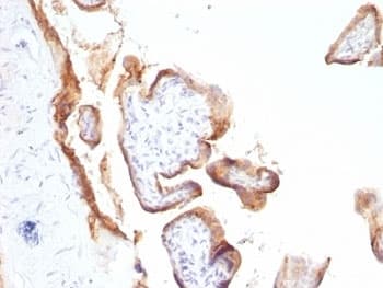 EGFR Antibody (clone SPM622)