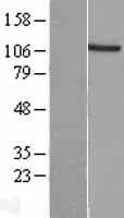 EXTL3 Protein (Over-Expression Lysate Myc-DDK (Flag))