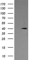 MAPK13 / p38delta Antibody (clone OTI2F1)