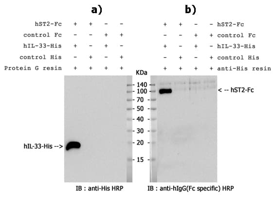 Human IL-33 Protein (Recombinant His)