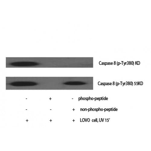 CASP8 / Caspase 8 Antibody (320-400 aa)