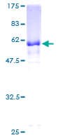 Human GNPTG Protein (Recombinant GST)