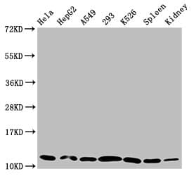 HIST1H4I Antibody