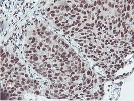 NLN / Neurolysin Antibody (clone OTI1B8)