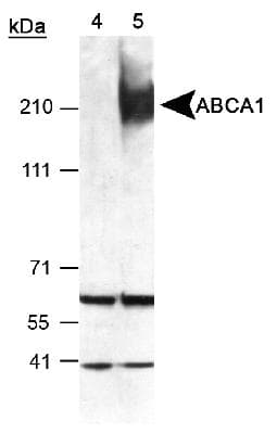PathPlus™ ABCA1 Antibody (aa1100-1300)