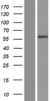 MITF Protein (Over-Expression Lysate Myc-DDK (Flag))