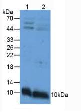 APOC3 / Apolipoprotein C III Antibody (aa21-99)