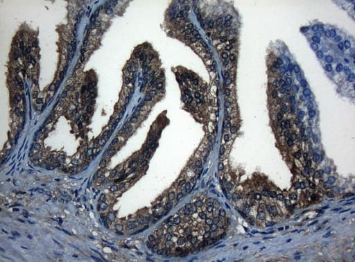 CDC6 Antibody (clone OTI1D5)