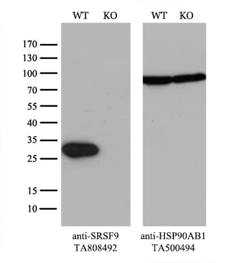 SRSF9 / SFRS9 Antibody (clone OTI5A12)