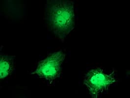 Monoclonal Mouse anti-Human C1orf50 Antibody (clone OTI4D10, IF, WB)