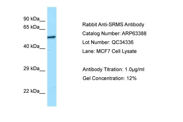 SRMS Antibody (C-Terminus)