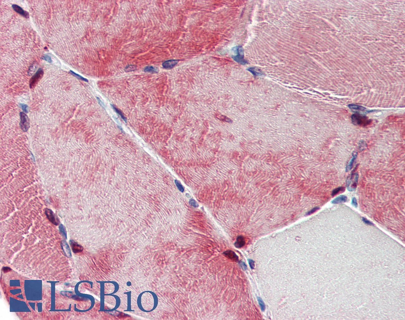 IHC-plus™ TXLNB Antibody (Internal)