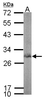 IHC-plus™ BPGM Antibody (aa1-246)